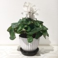  Nittsjö keramik blomkruka Ytterkruka N3 