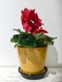  Nittsj keramik blomkruka B4 Lejongul 